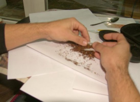 Etnobotanicele se vând ca pâinea caldă în Constanţa